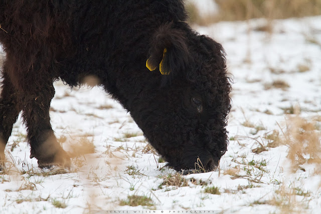 Galloway in de sneeuw - Bos taurus s