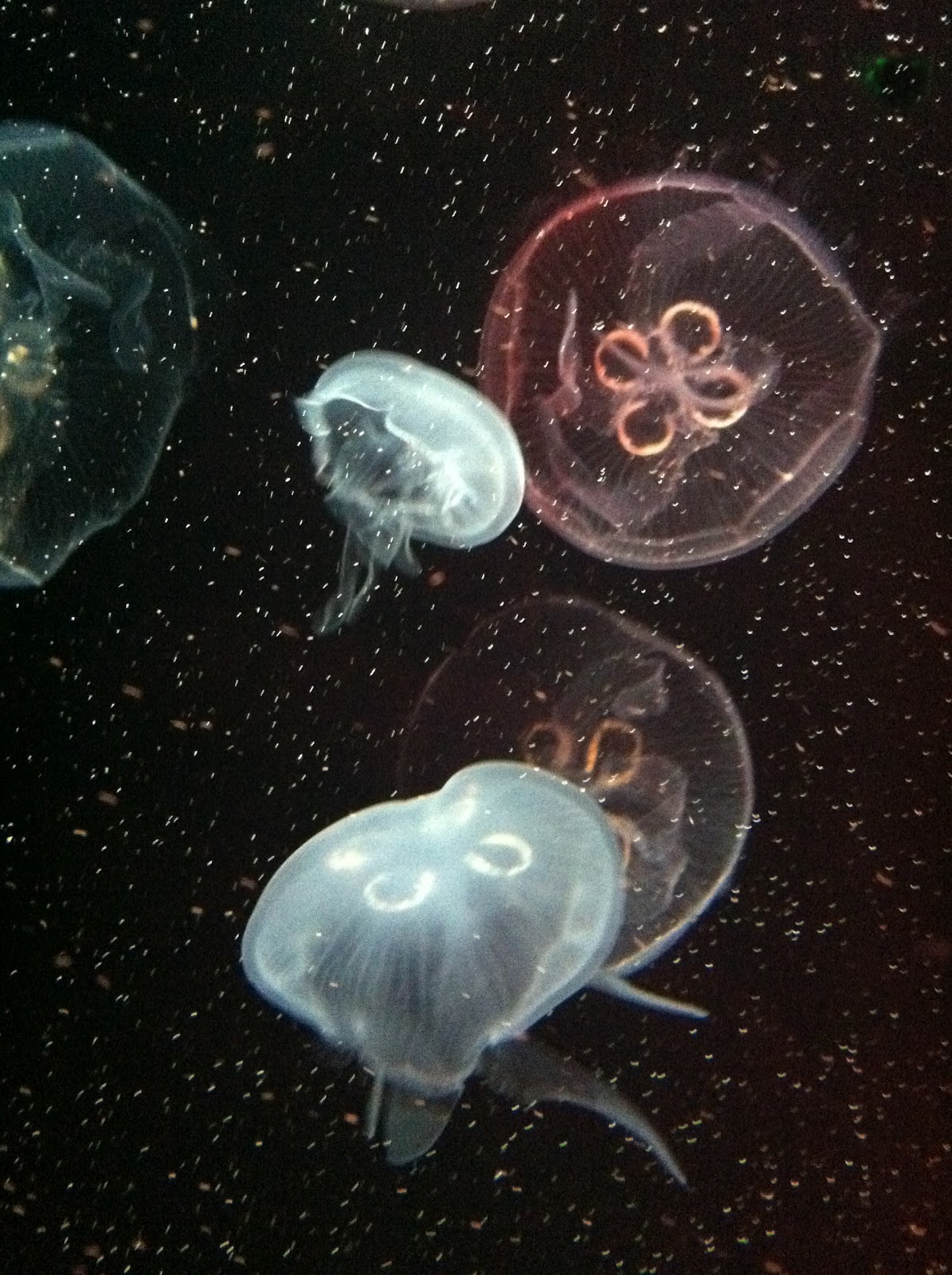 The Jungle Store The Kansas City Sea Life Aquarium Review