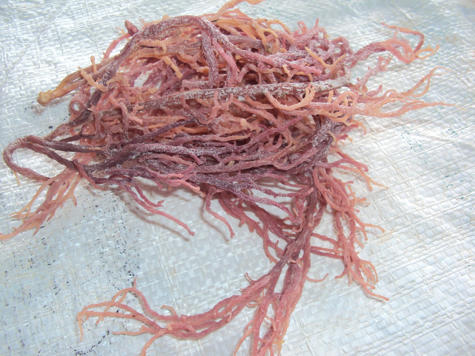 RUMPAI LAUT: Gambar & Jenis Rumpai Laut