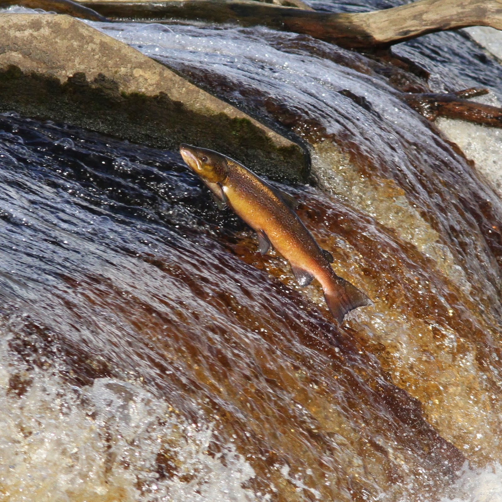 TrogTrogBlog Salmon leaping at Hexham weir