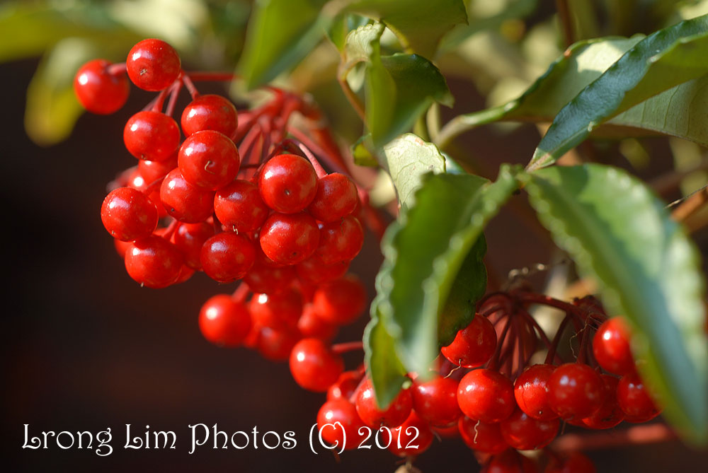Potager Y Japan Coral berry or 'Manryo'