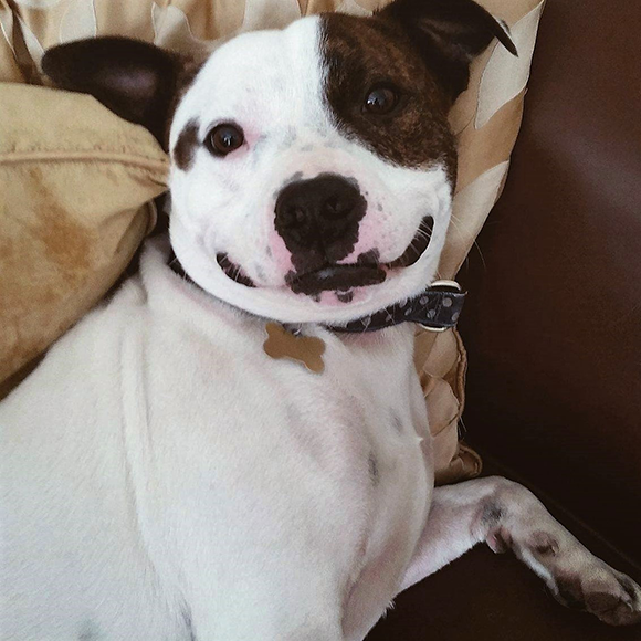 HAPPY STAFFIE