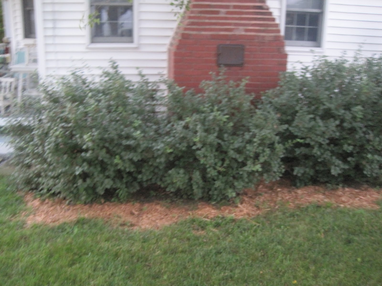 Ella Mae's Adding Mulch Around the House