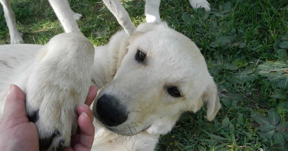 Mutlu Köpek Isırmaz Bir Köpekle Karşılaşınca&hellip;