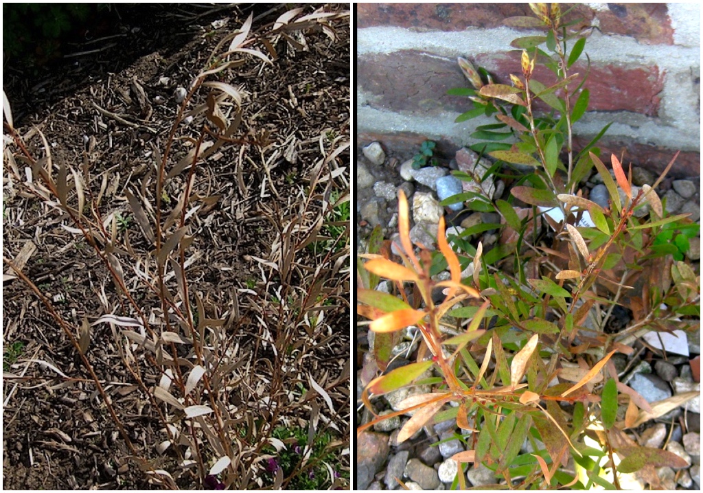 Nixpages Viburnum Tinus