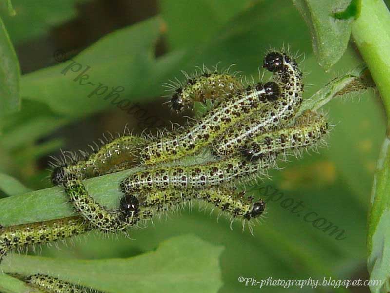 Large Cabbage White Butterfly Life Cycle Nature, Cultural, and Travel