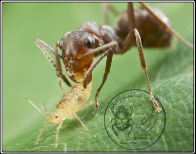 حشرة المَنّ Aphid الوصف المورفولوجي العام ودورة الحياة والمكافحة علاقة النمل بحشرة المن وظاهرة التدجين