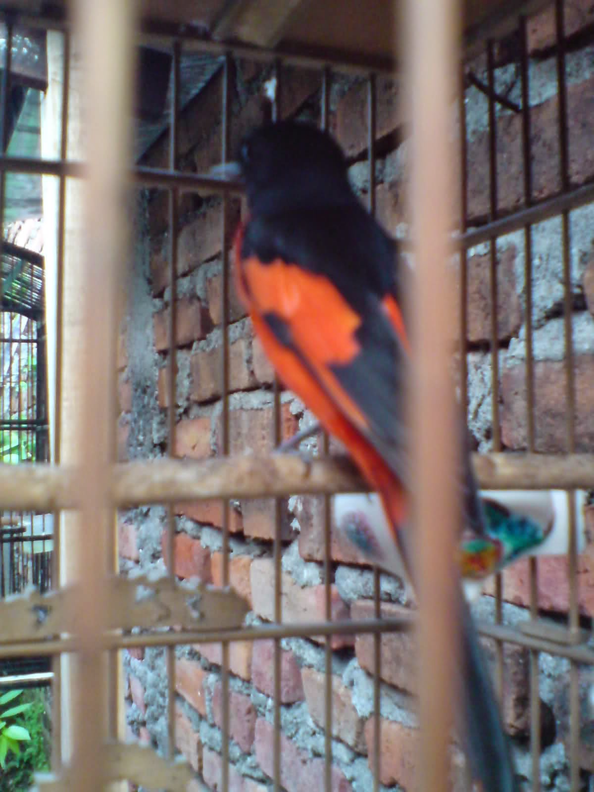 Tips Cara Merawat Burung Mantenan Suara Nyaring Gacor Foto