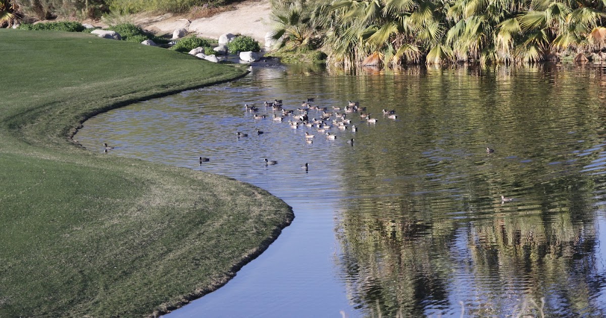 ducks-in-pond.jpg