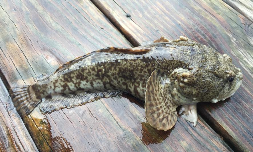 Ben Cantrell's fish species blog October 2015