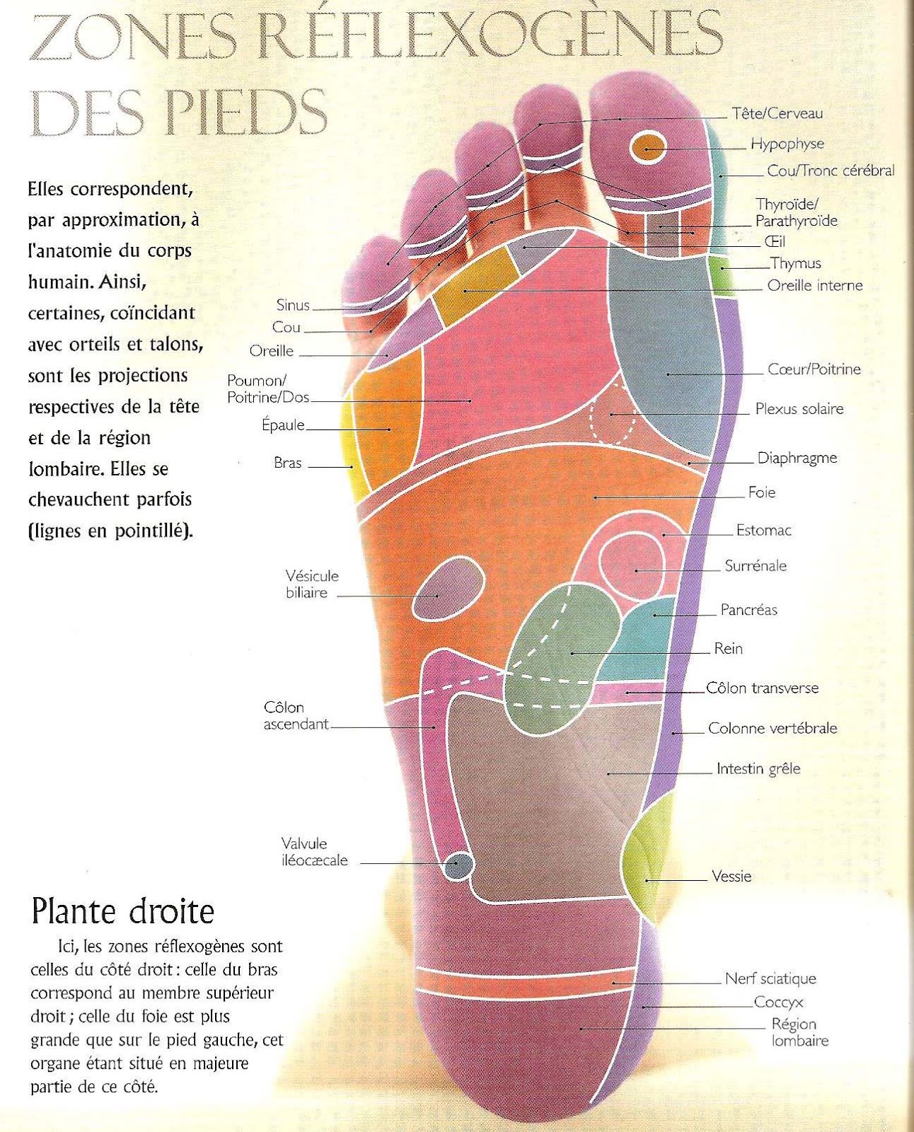 livre reflexologie plantaire livre reflexologie plantaire