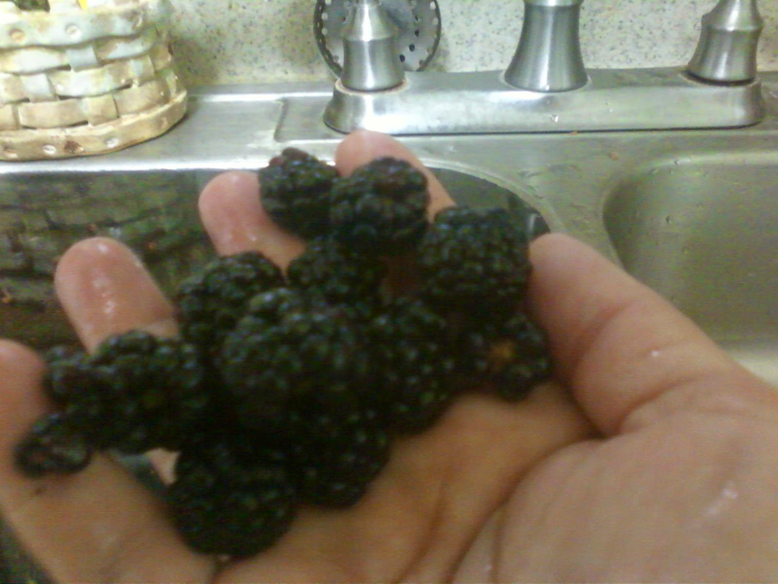 Lucy of Orchard Slope An Easy Way to Wash Berries