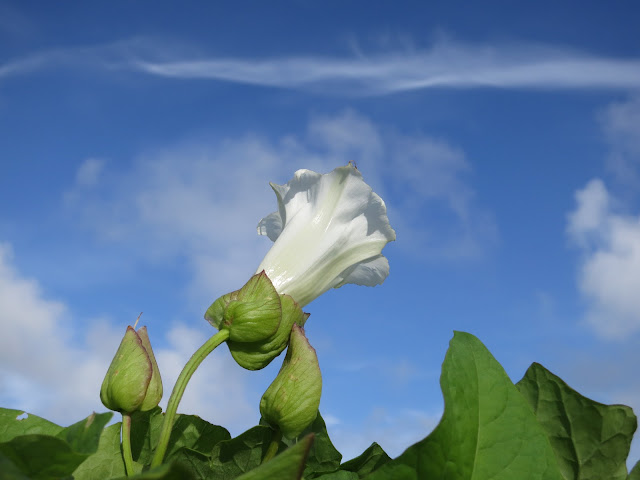 Bindweed (Convolvulus) Flower Against Blue Sky