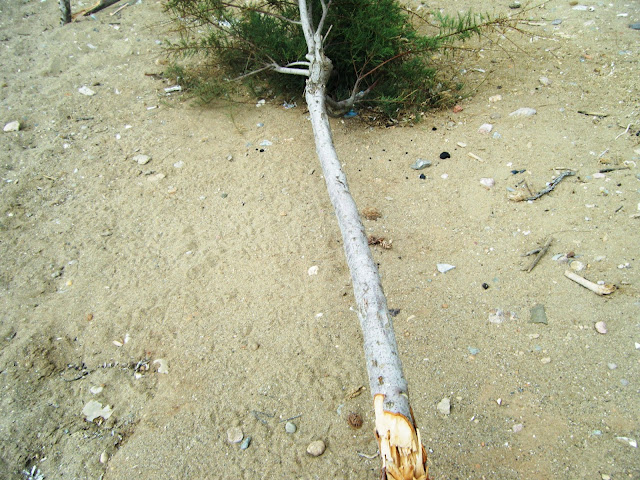 DSCF9702