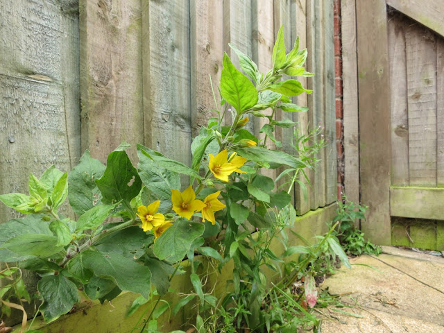 Dotted Loosestrife with bright yellow flowers against fence by gate