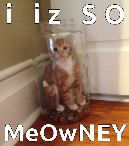 cat money funny