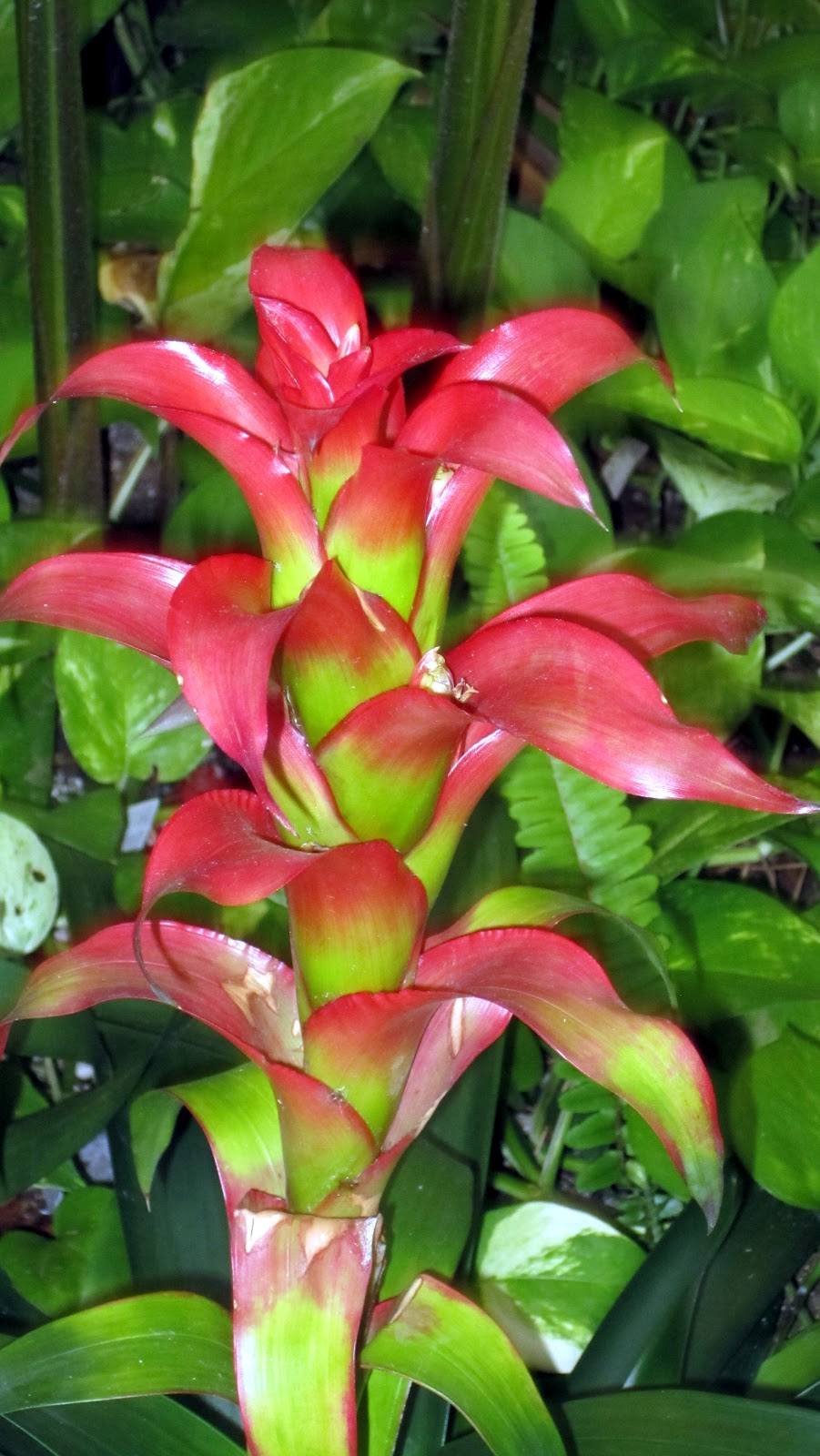 Common Hawaiian Flowers