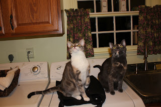 Cats on washing machine watching moths at night.