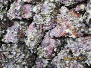 Oysters on rocks at "Karli Khadi" jetty.