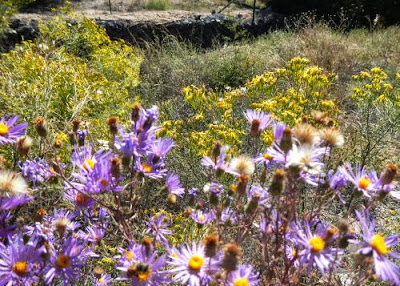 Plowing Through Life Around The Garden