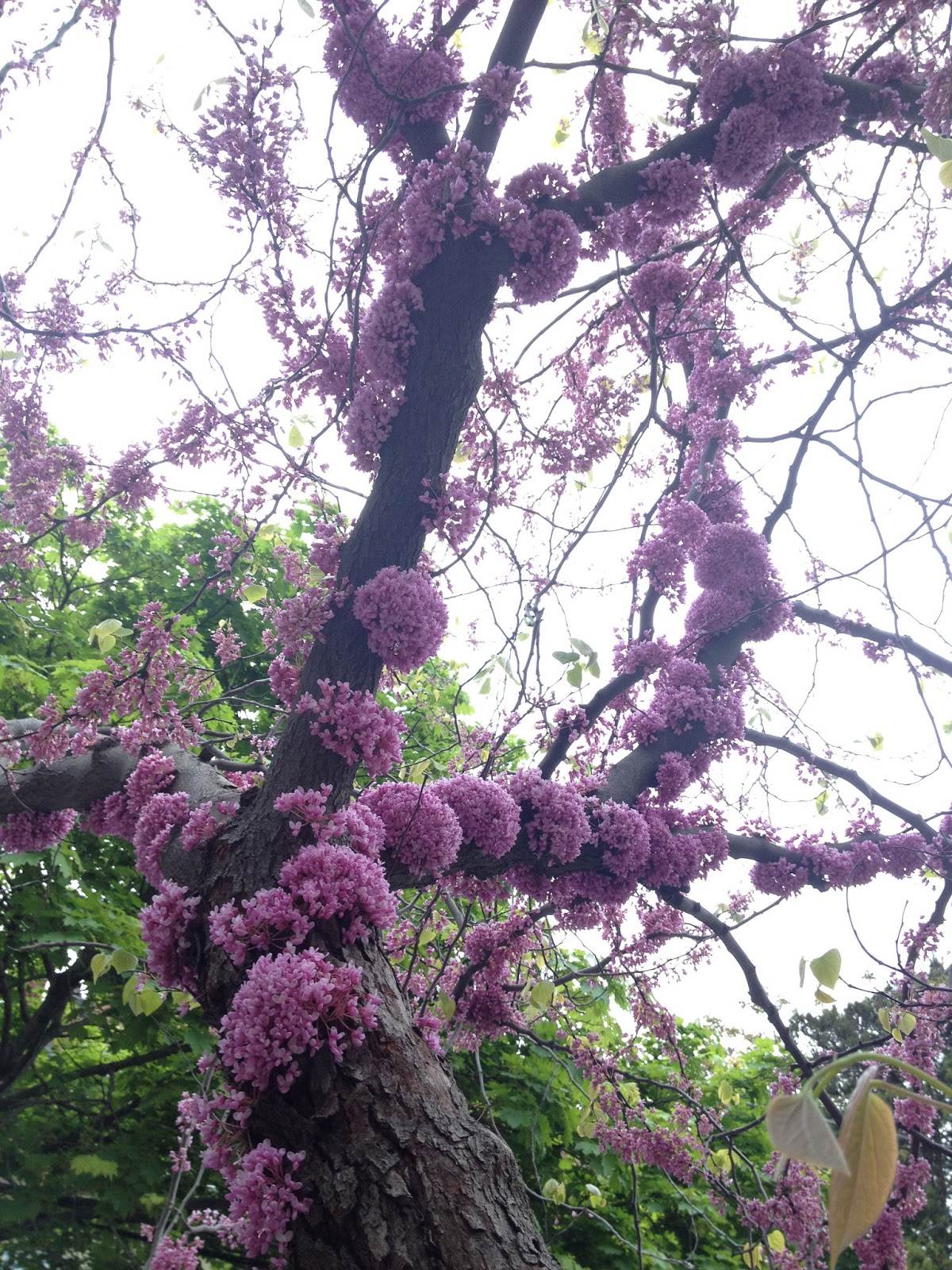 PHILLY TREES Notable Trees List