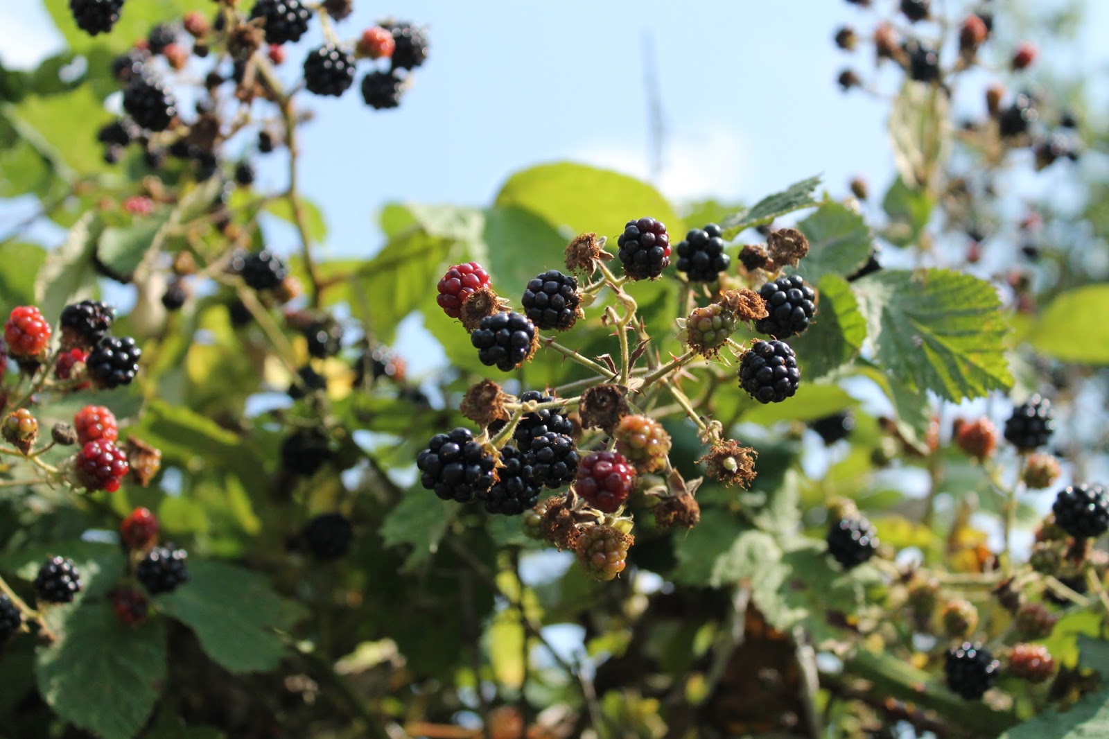 Hello! Blackberry Picking