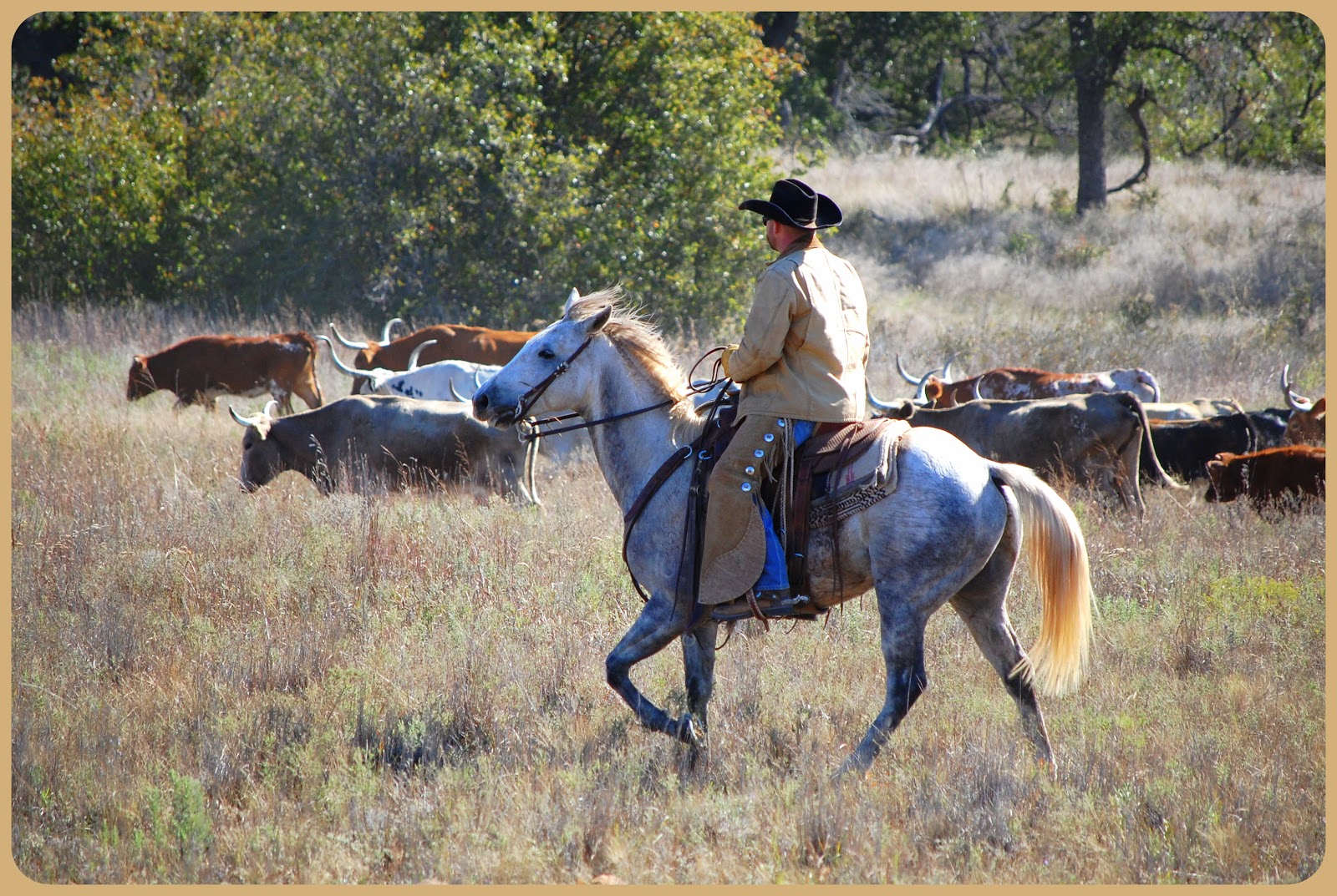 Shutterbugs Capturing the World Around Us A Cattle Drive