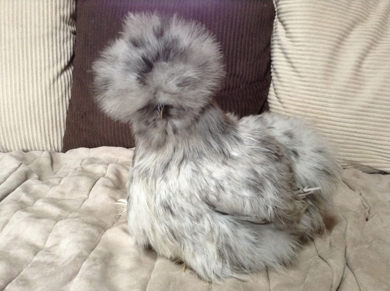 Colorado Foothills Silkie Chicks and Eggs BREEDING STOCK