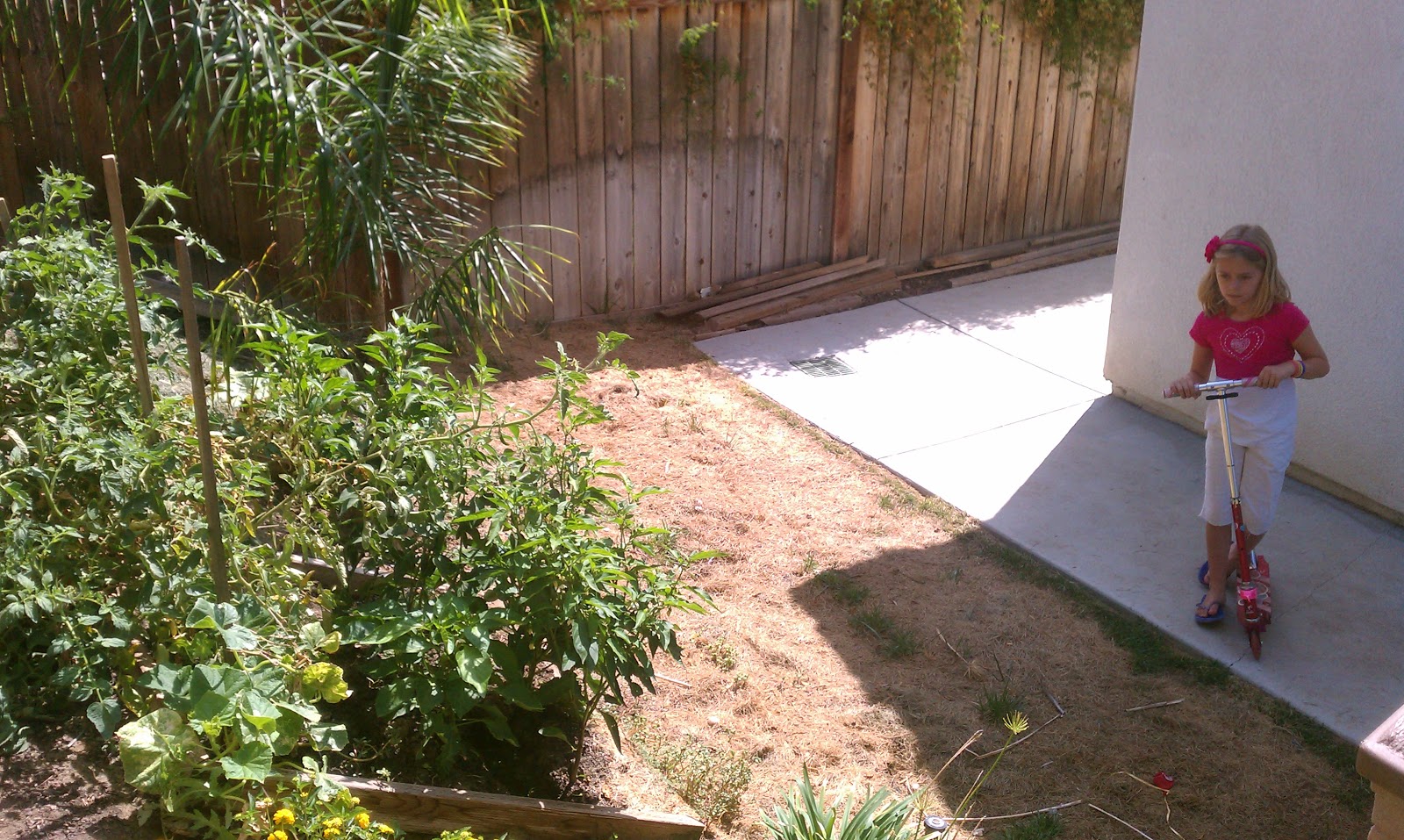 pond-cover-winter pond-cover-winter