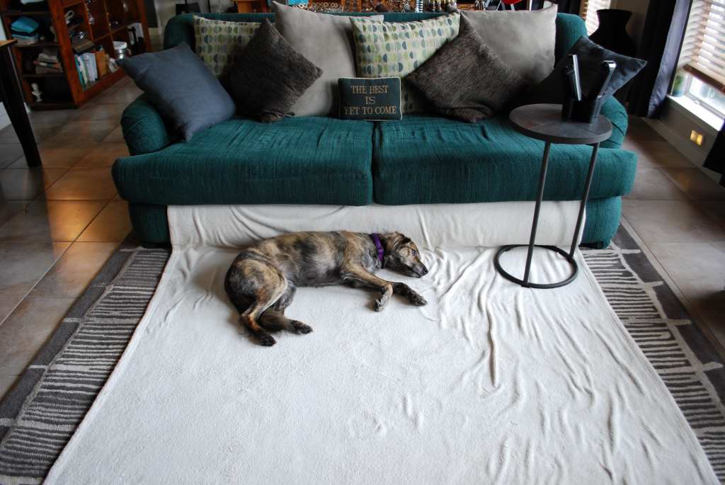 Centerpointe Communicator Protecting a rug from dog smell