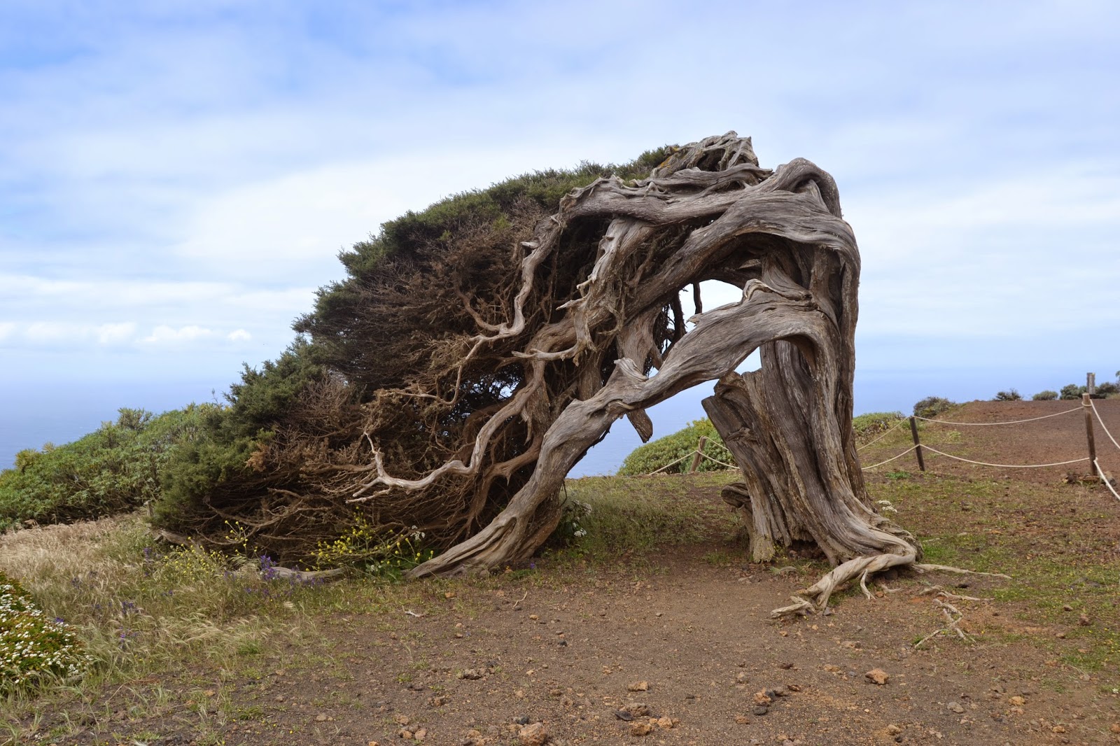 El Hierro una isla por descubrir La Dehesa Sabinosa