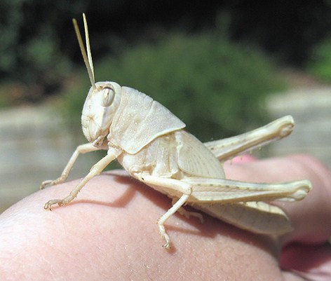grasshopper nymph bugguide copyright paris 2010