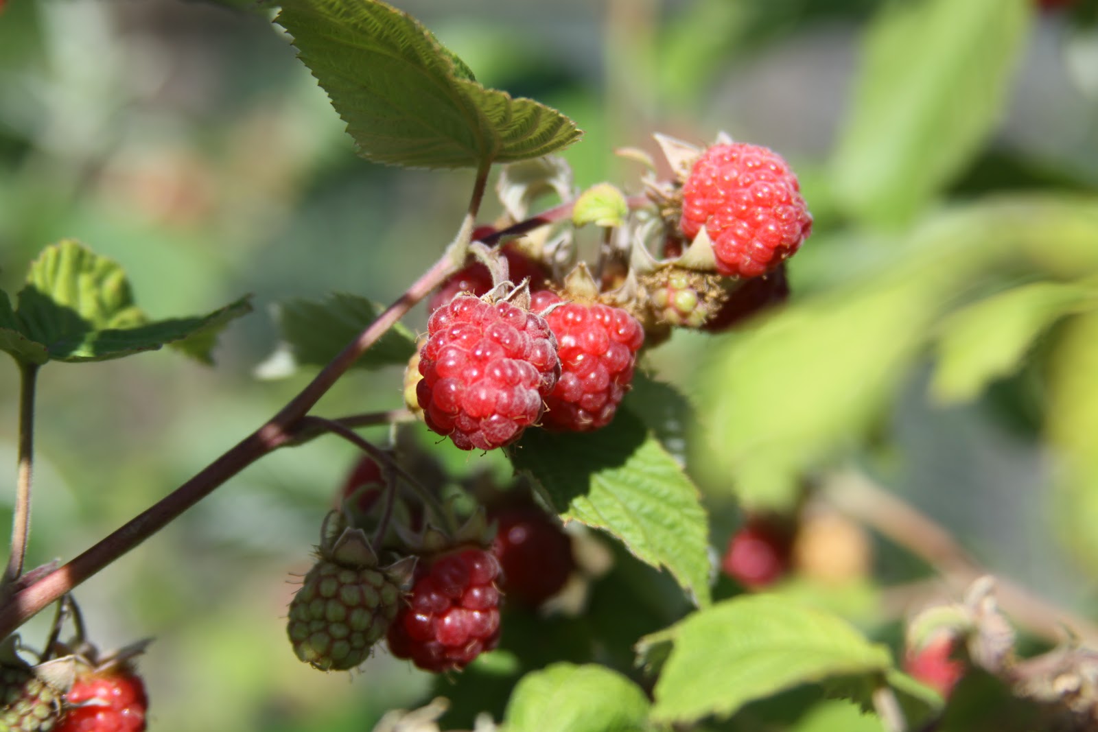 Susan's In the Garden Pruning raspberries
