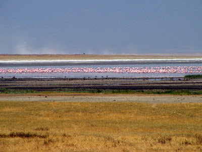 Pink flamingos on the horizon in Ngorongoro crater by JoseeMM