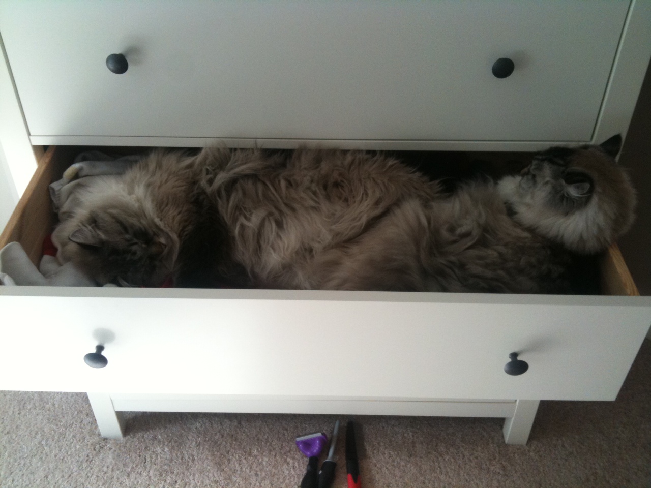 Blogging The Willow (by Tom) Cats in Drawers