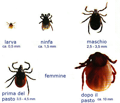 Quando il cane ha le zecche pets life Uova zecche in casa