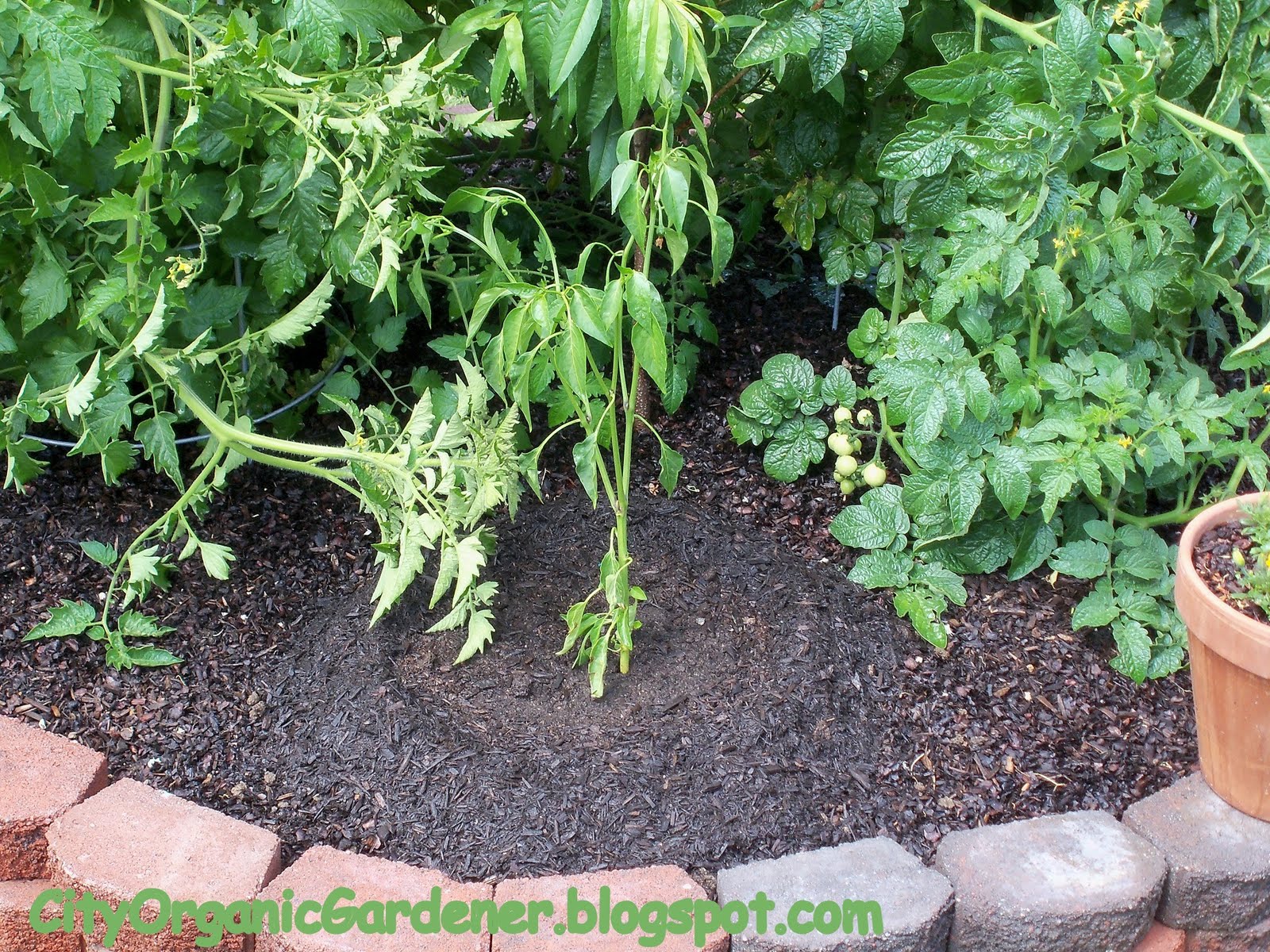 City Organic Gardener Done With This Snow Pea