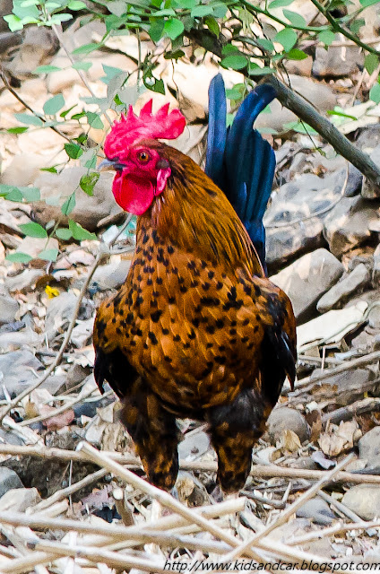 Domestic Fowl chicken raised for table