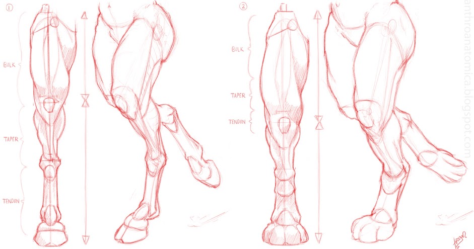 Anthro Anatomica: Anthro leg structure 3