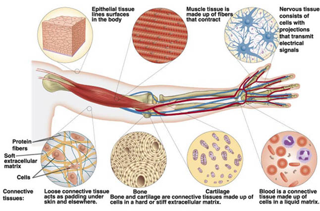 Face Bio Na-P67
