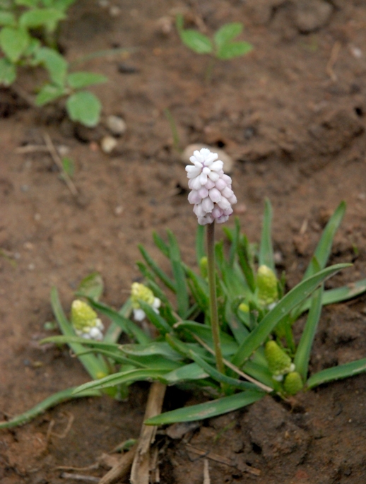 Zimozielony Ogrod Pieris Japonski Wiosna
