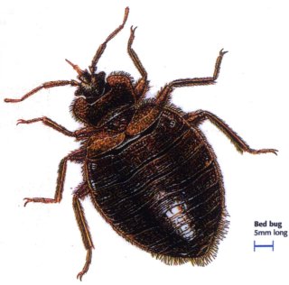 bed bugs wiki