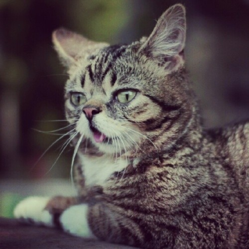 Lil Bub is a Nature's Happy Accident cat, cute lil bub, lil bub pictures