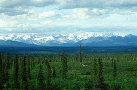 FLORESTA BOREAL RUSSA - TAIGA1