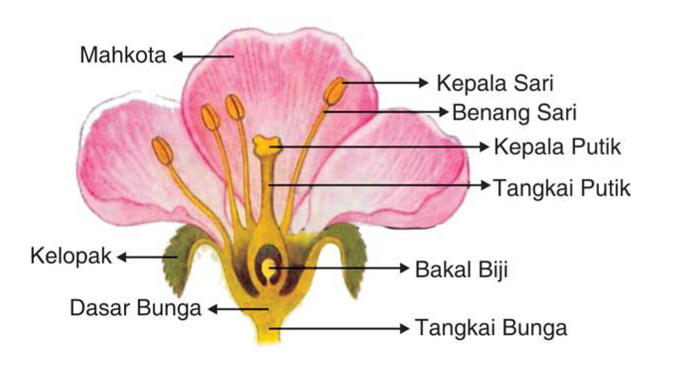 Bagian-bagian bunga dan fungsinya secara lengkap