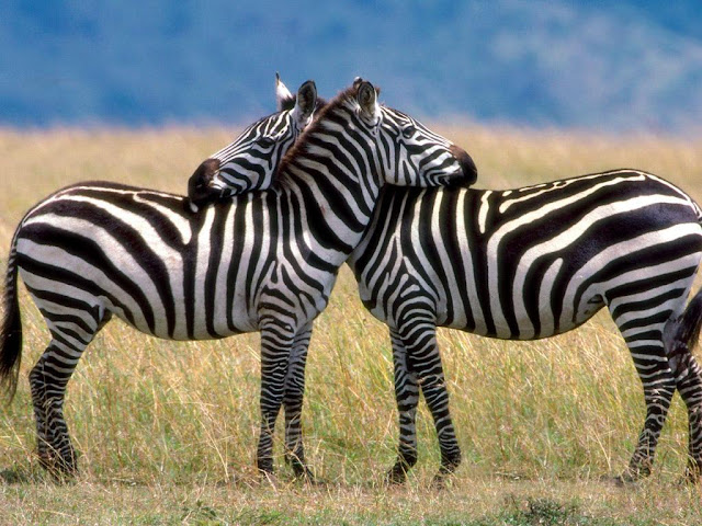வர்ண மயமான விலங்குகள்! Zebra+1+%252811%2529