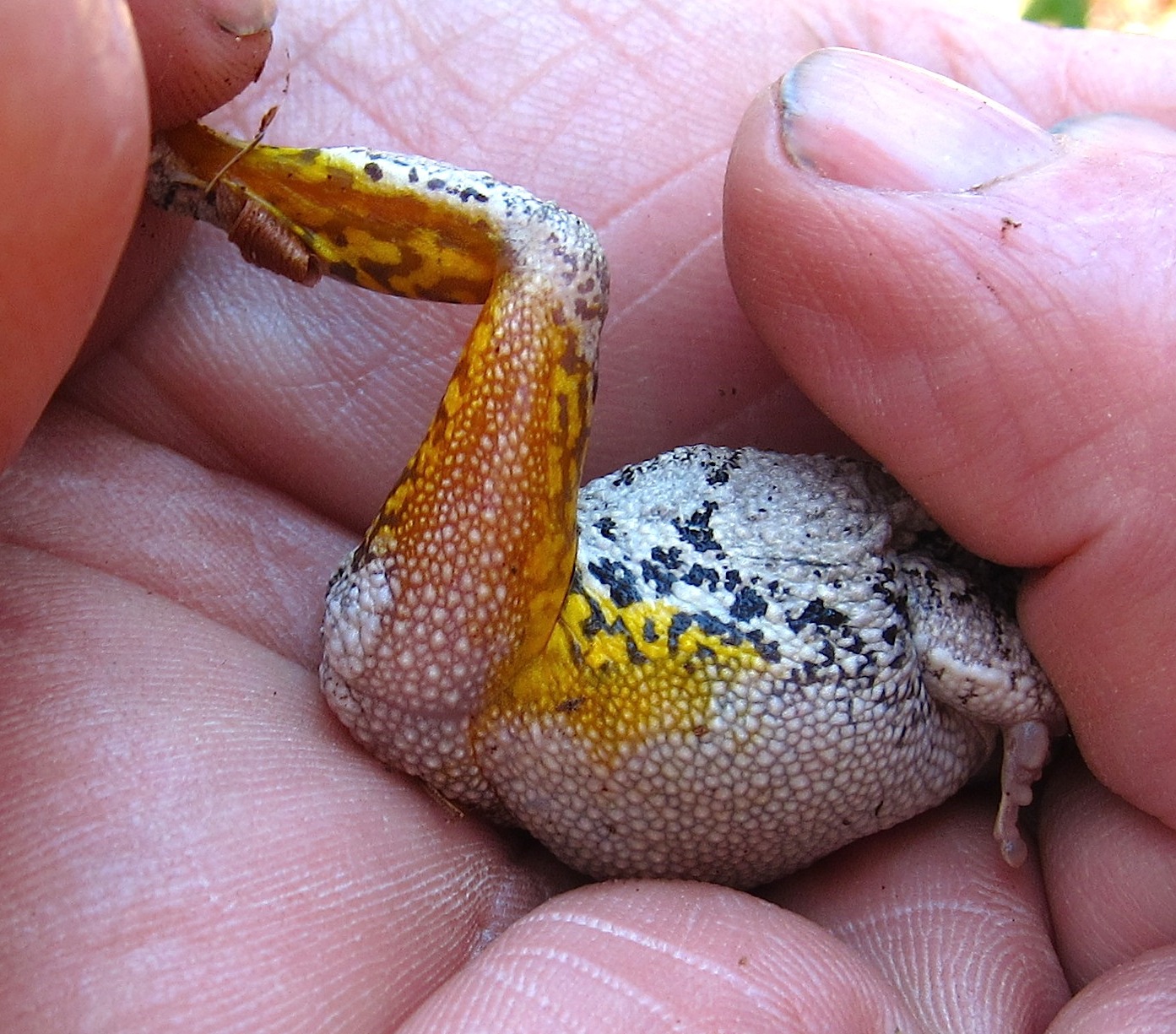 Saratoga woods and waterways Woods Walks and Tree Counts