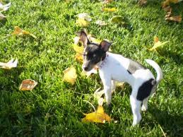 ratcha puppies the rat cha breed animal literature ratcha puppies the rat cha breed animal literature