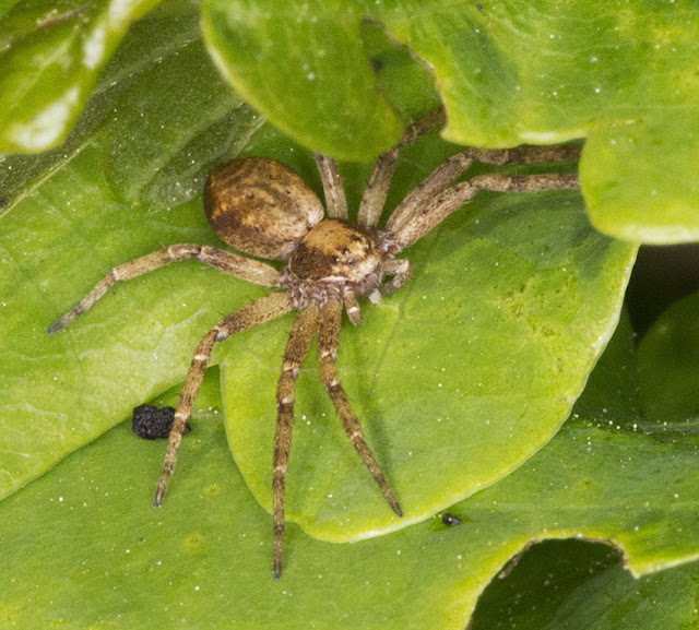 Spider, Philodromus species, on an Oak tree.  Hayes Common, 23 May 2012.