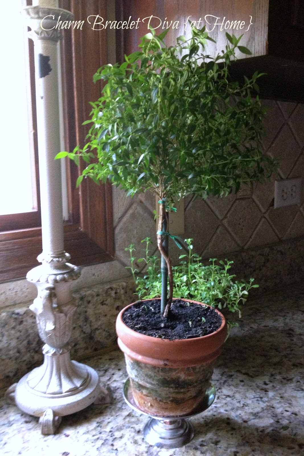 Our Hopeful Home Myrtle Topiaries and Kitchen Counters
